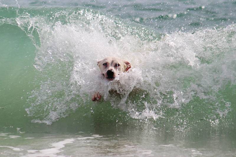 Beach days with your dog North Holland