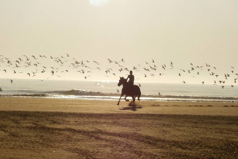Horse on the beach Callantsoog