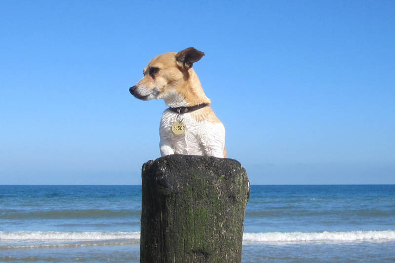 Beach days with your dog North Holland