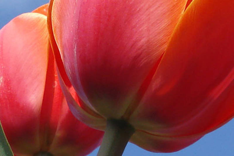 Tulips in North Holland