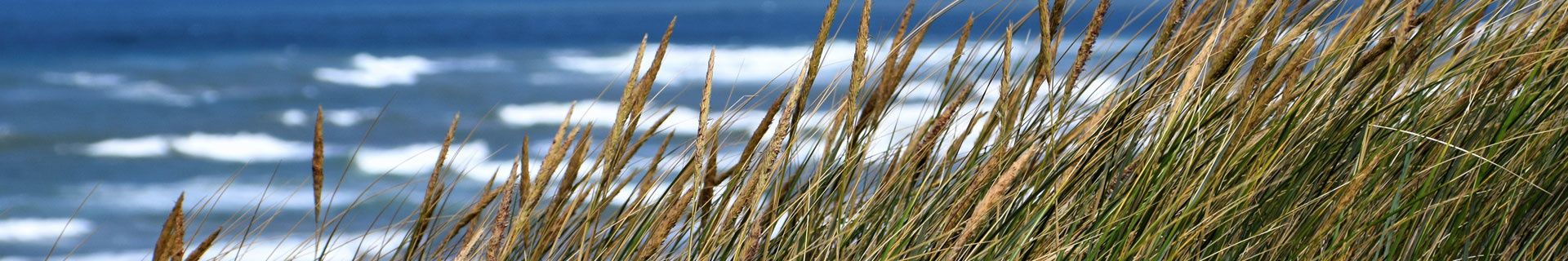 Header Duinenhelmgras