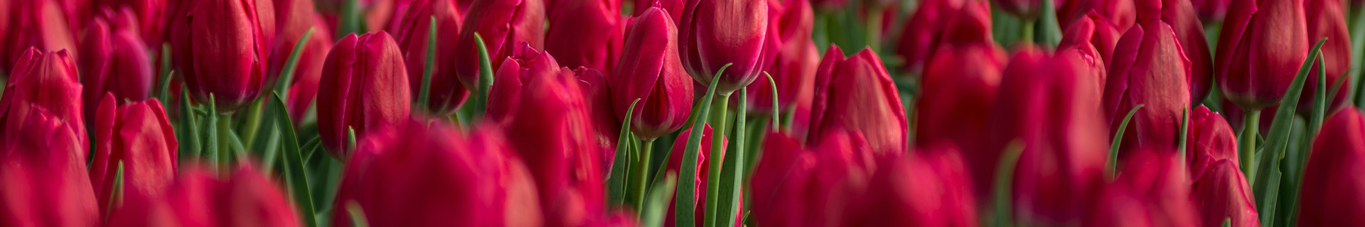 Header Tulpen